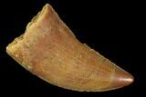 Serrated, Raptor Tooth - Real Dinosaur Tooth #102701-1